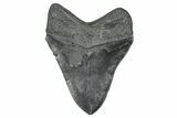 Fossil Megalodon Tooth - South Carolina #371754-2
